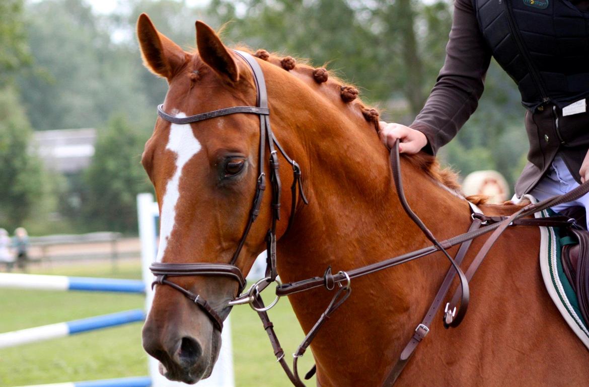 Hollandsk Varmblod Udo - Velkommen til min stjerne, Udo's profil, smid gerne en kommentar og en bedømmelse før i går :D Foto: Far billede 1
