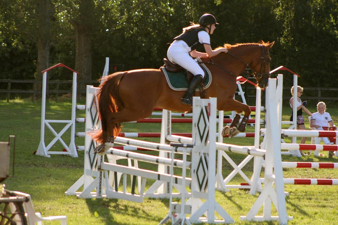 Hollandsk Varmblod Udo - D4-Horseshow LB** finale og en 5. plads, min skønne stjerne... Foto: Chrille billede 8