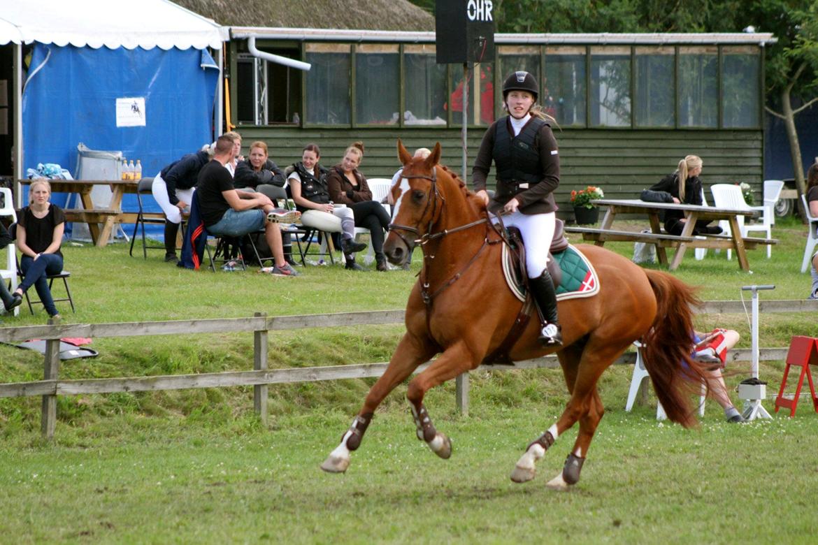 Hollandsk Varmblod Udo - D4- Horseshow i LB**, han sprang super hele weekenden! Foto: Chrille billede 5