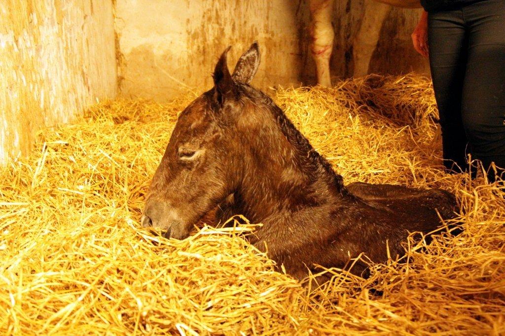 Boulonnais Chantilly - Lige kommet ud:) billede 3