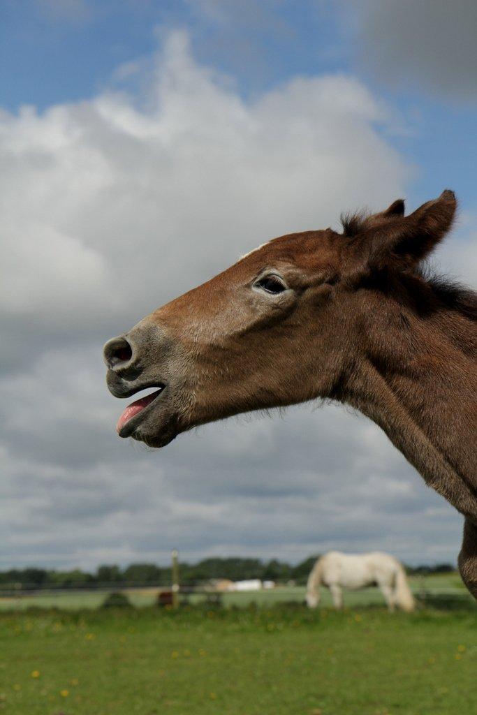 Boulonnais Chantilly billede 5