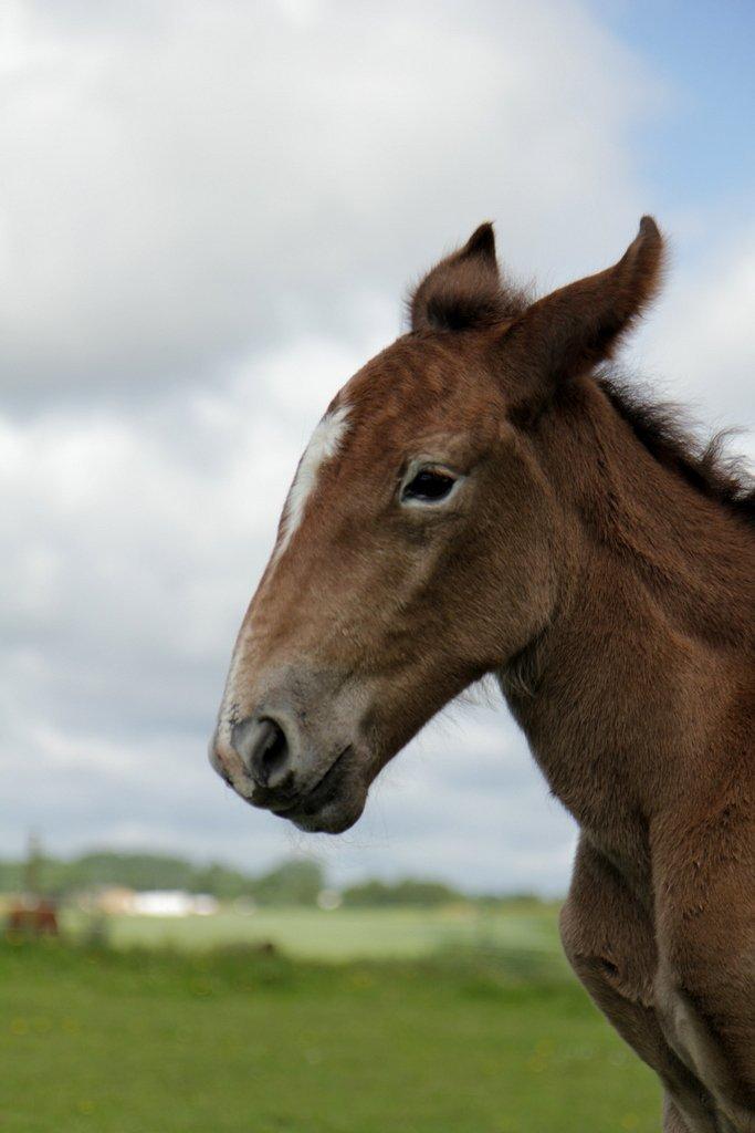Boulonnais Chantilly billede 6