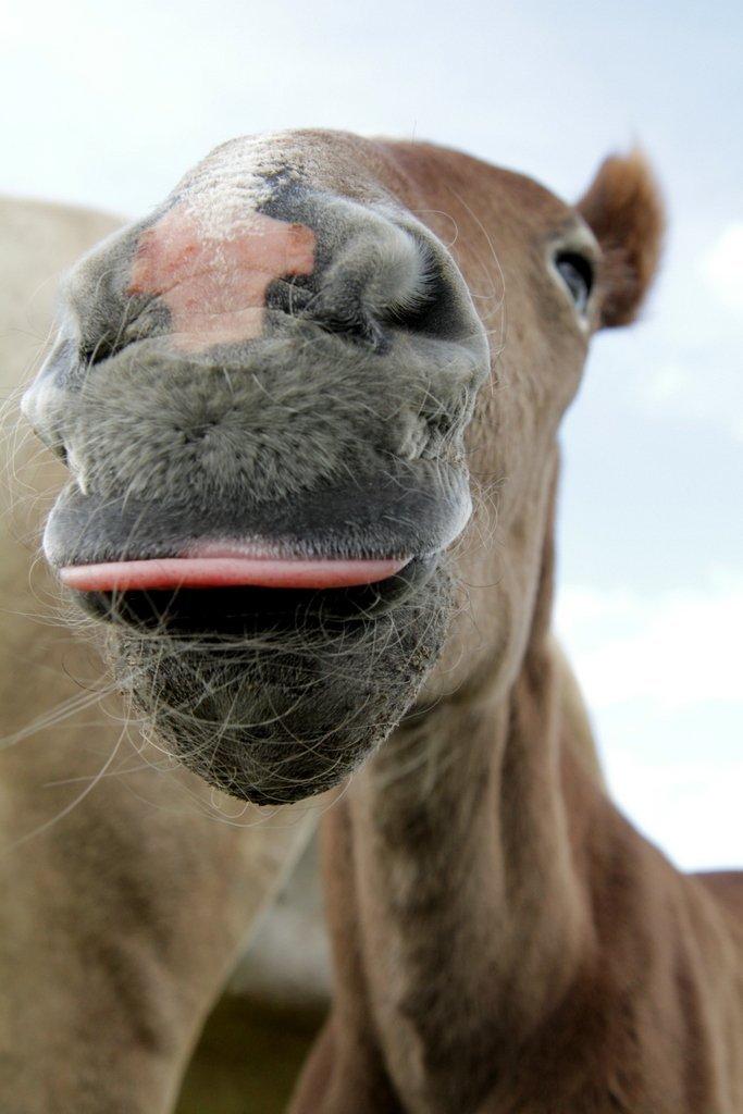 Boulonnais Chantilly billede 7