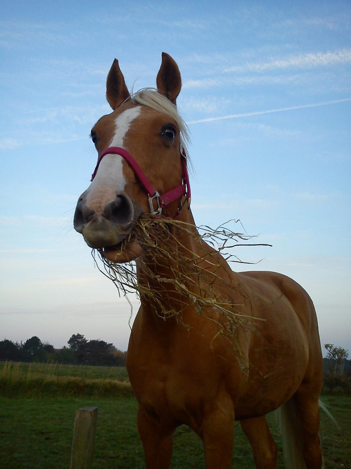 Anden særlig race Nikky billede 14