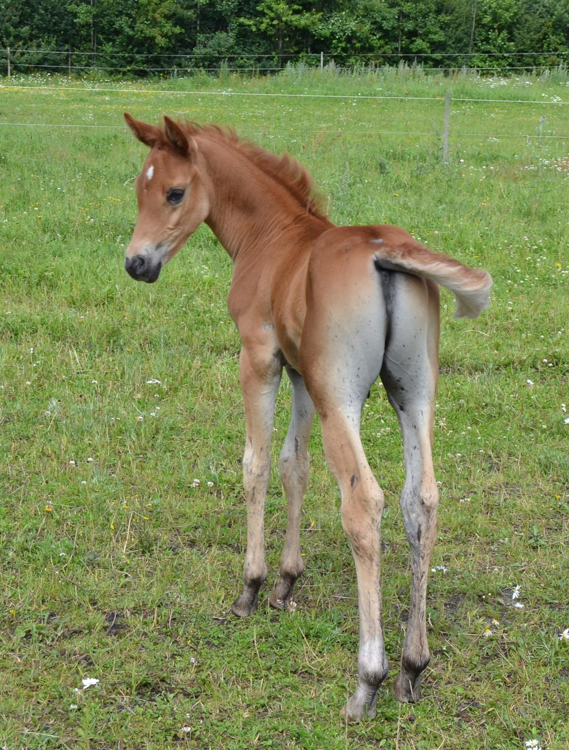 Arabisk fuldblod (OX) Chaklan Cosh billede 5