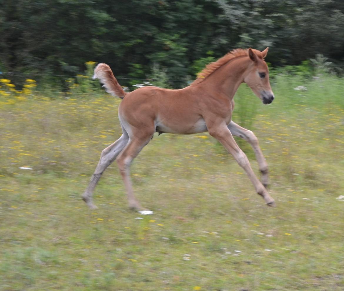 Arabisk fuldblod (OX) Chaklan Cosh billede 7