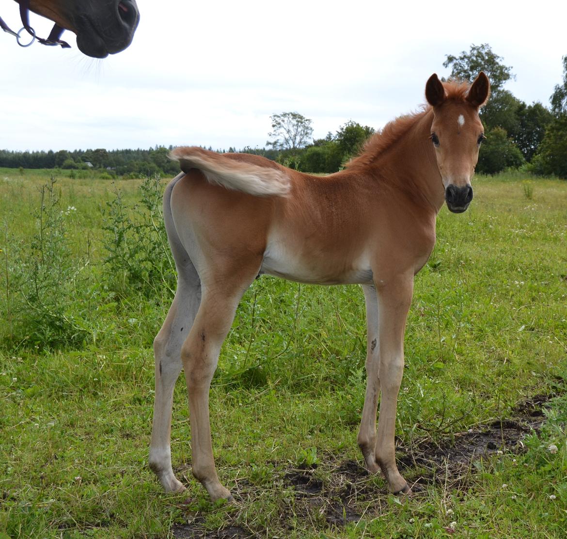 Arabisk fuldblod (OX) Chaklan Cosh billede 8