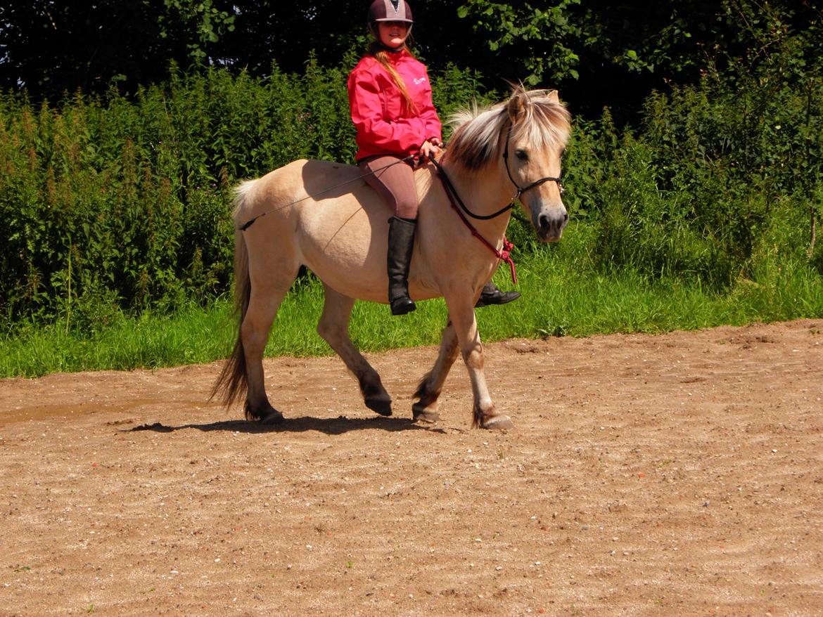 Fjordhest Lulu - *Nyt* d. 17-07-2012. Bidløs ridning på ridebanen.  billede 8