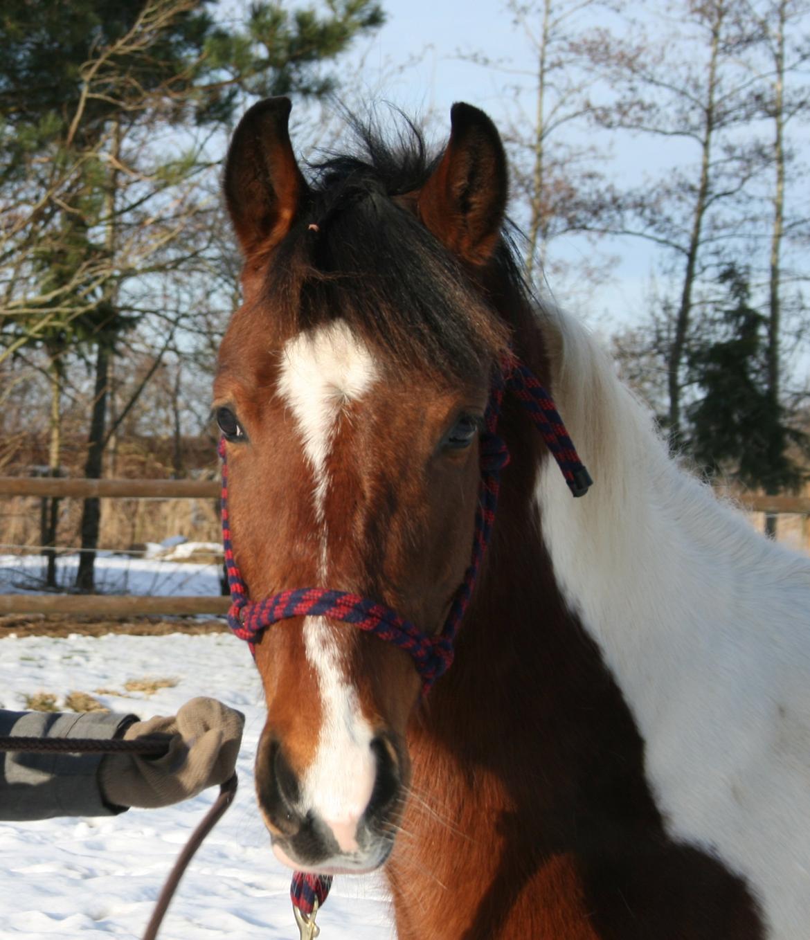 Anden særlig race Pinocchio Star - Min smukke pony! billede 1