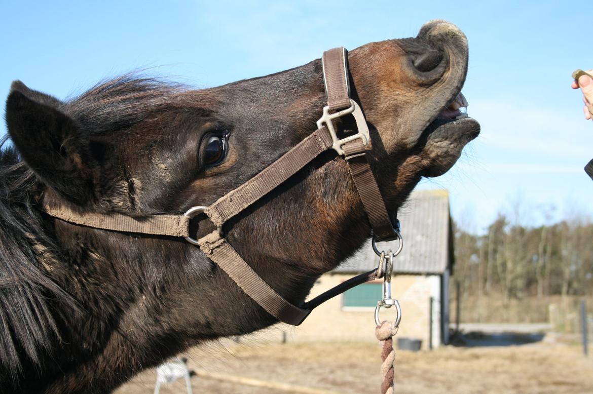 New Forest Dusty<3  ( HoppeBolden) - smile på kommando :D billede 15