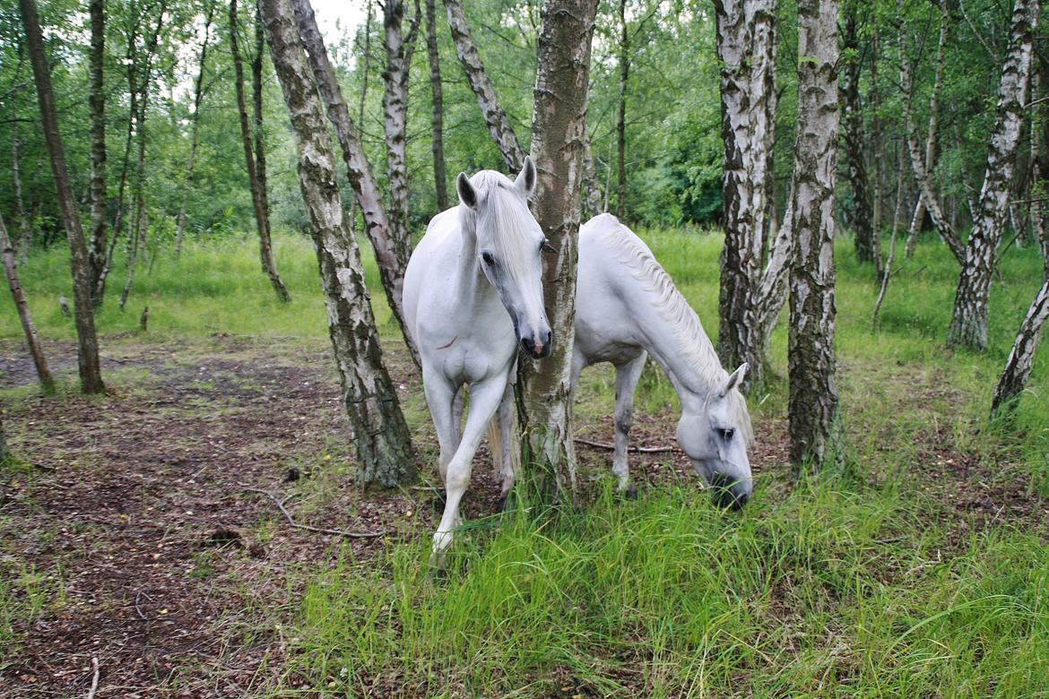 Connemara Mona - Foto. Louise Heilmann K Sørensen (mig) billede 3