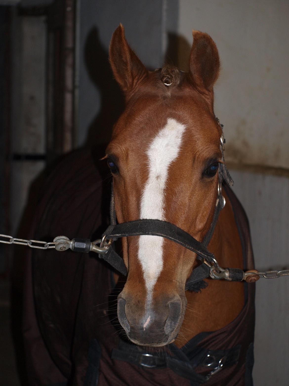 Anden særlig race Tarzan billede 11