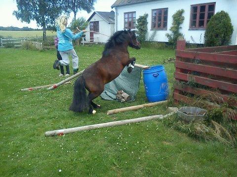 Shetlænder Smilled's Emma - 75 cm så stolt  billede 10