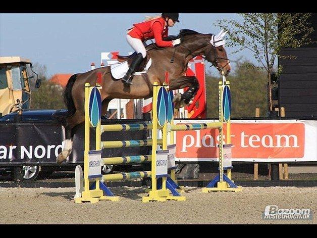 Hollandsk Varmblod Octopussy aka Pusle billede 16