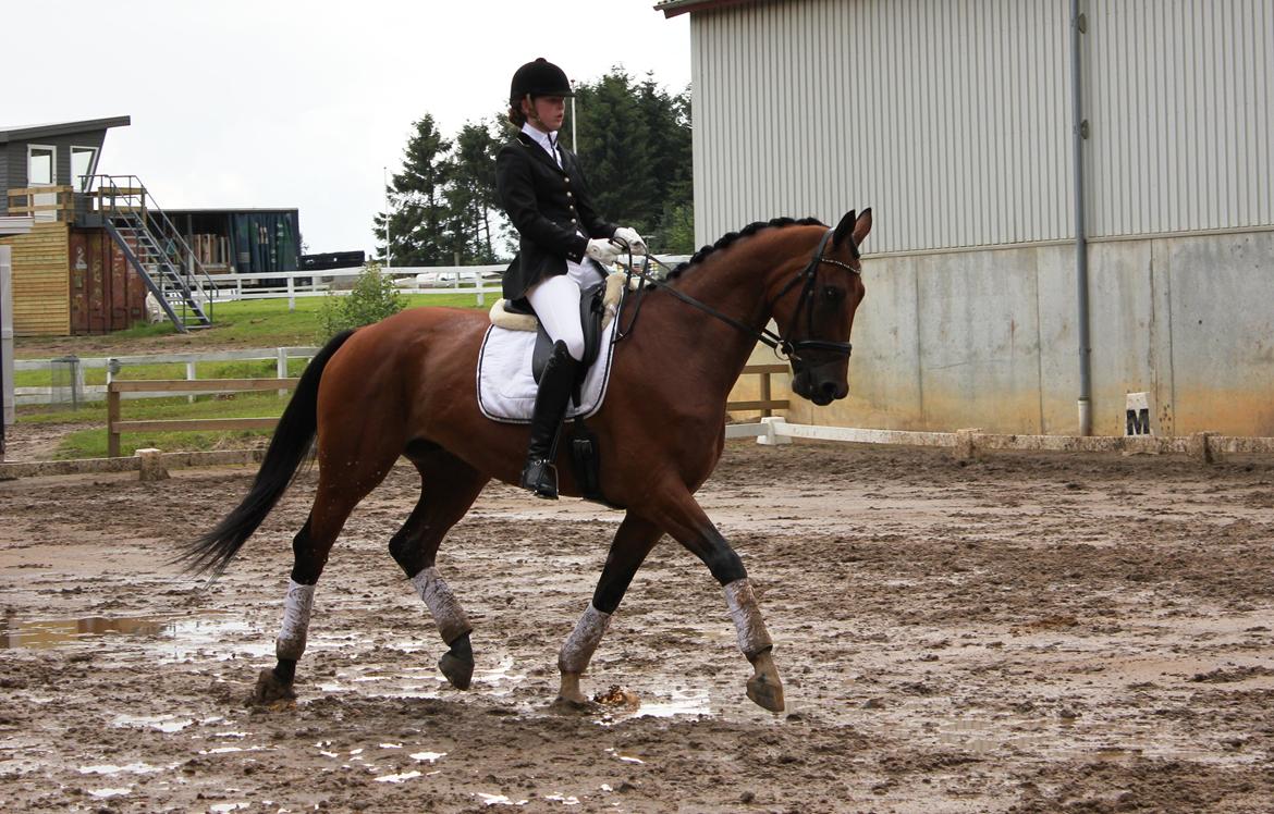 Dansk Varmblod Sandbæks Lucas-Light - Jysk rideuge 2012 - La 2  billede 12