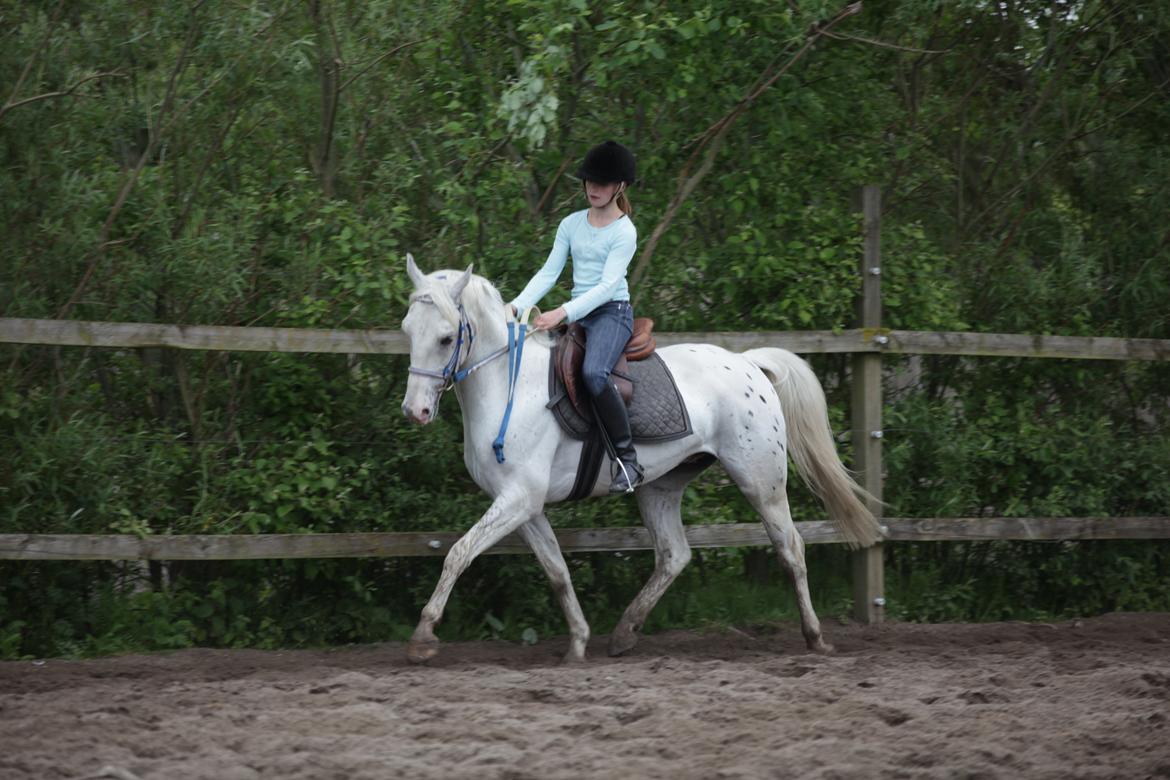 Appaloosa Flashy Littel Joe 'Har lånt' - "If you can dream it you can do it!" Walt Disney billede 18