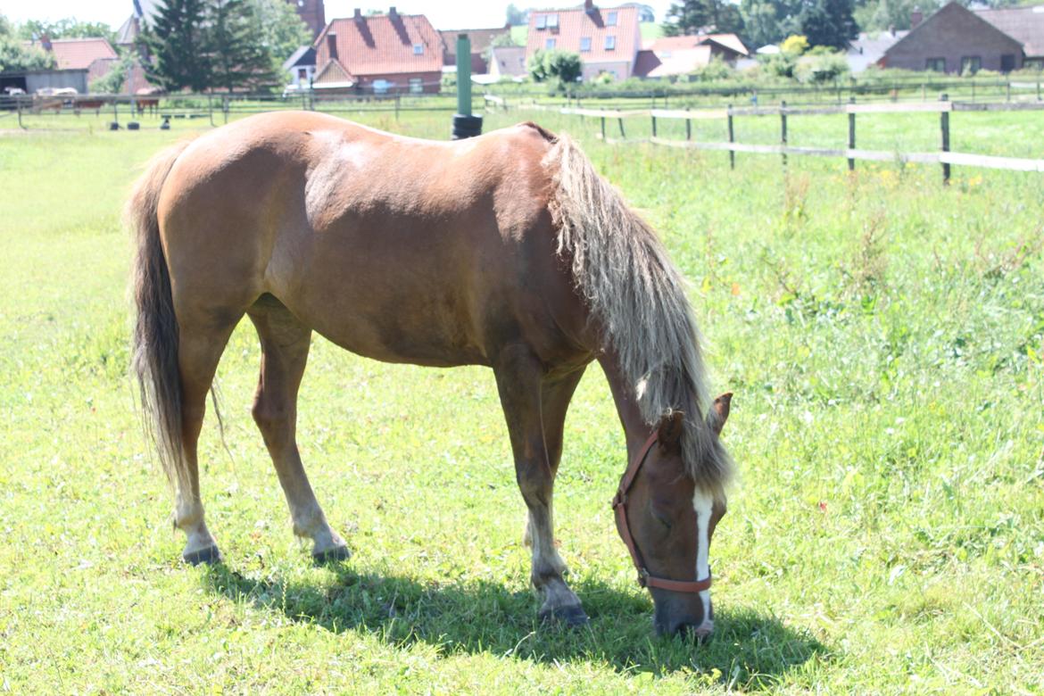New Forest Flicka! <3 - Flicka efter  en super springtur!:) billede 9