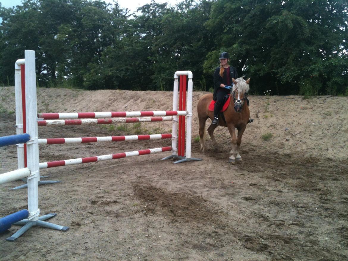 Haflinger Abbi rundhøj - Ny rekord: 1.10 ! billede 15