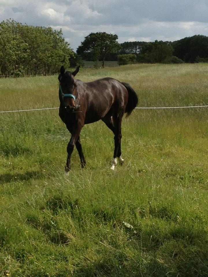 Oldenborg Gørklintgårds Dancing Daisy billede 1