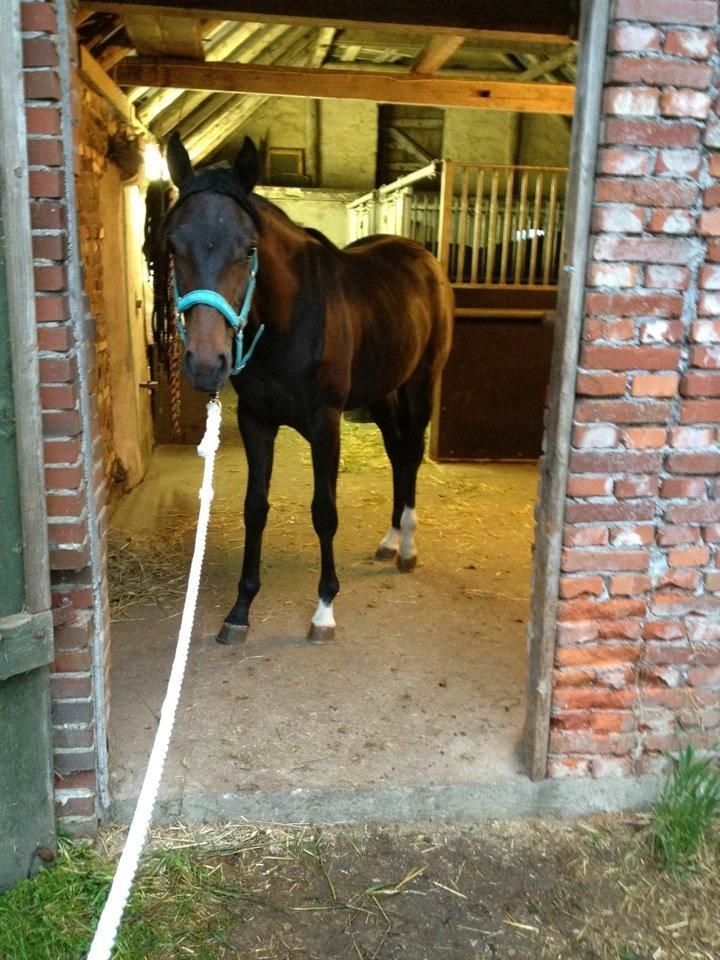 Oldenborg Gørklintgårds Dancing Daisy billede 2