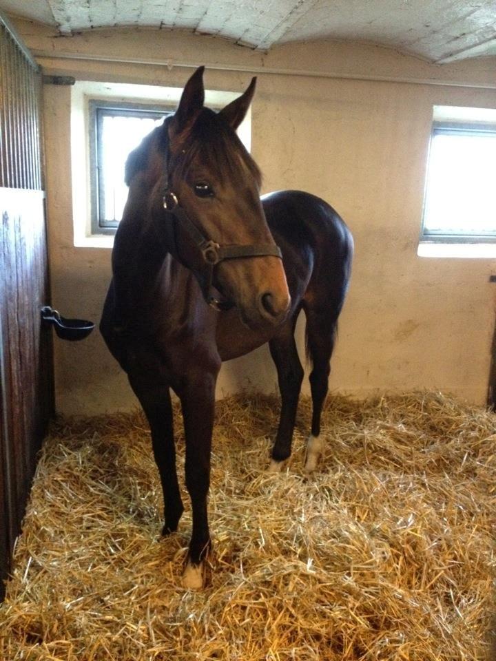 Oldenborg Gørklintgårds Dancing Daisy billede 4