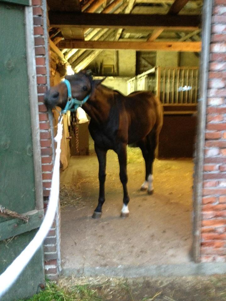 Oldenborg Gørklintgårds Dancing Daisy billede 5