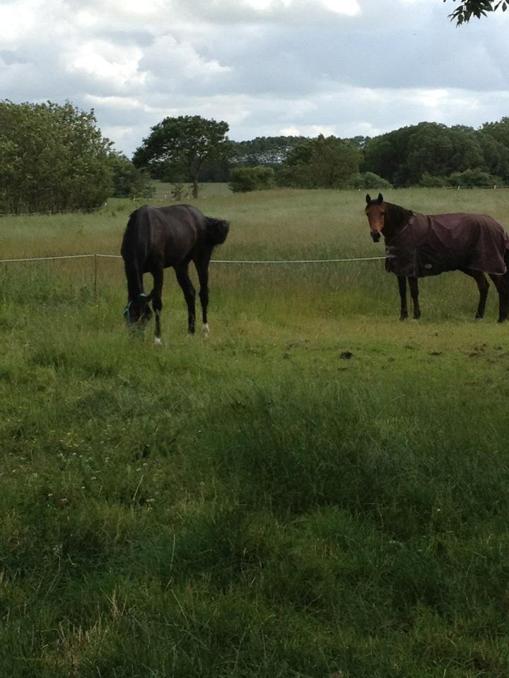 Oldenborg Gørklintgårds Dancing Daisy billede 6