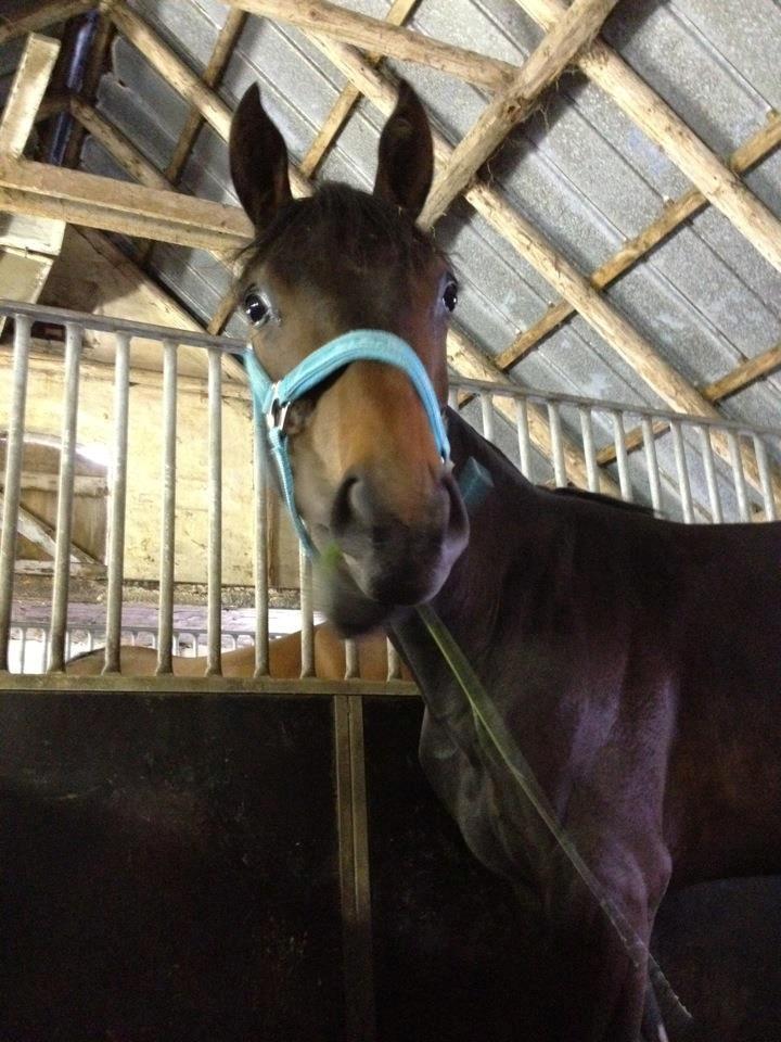 Oldenborg Gørklintgårds Dancing Daisy billede 7