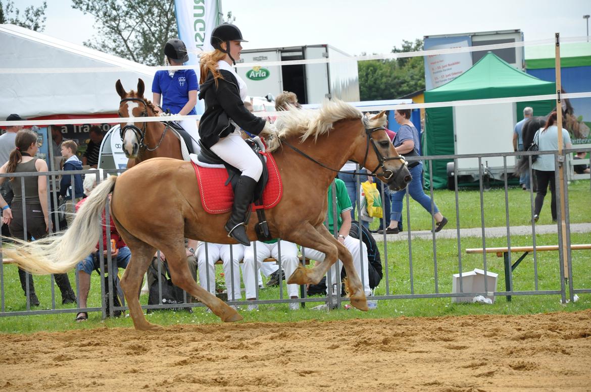Haflinger Abbi rundhøj - Landsskuet 2012, Skuets Bedste Brugshoppe
Foto: Jette Sejr Lund billede 13