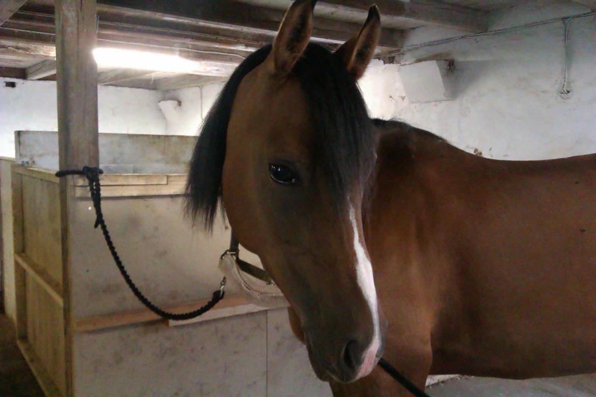 Anden særlig race † Miss Caya † - den sidste dag <3 billede 10