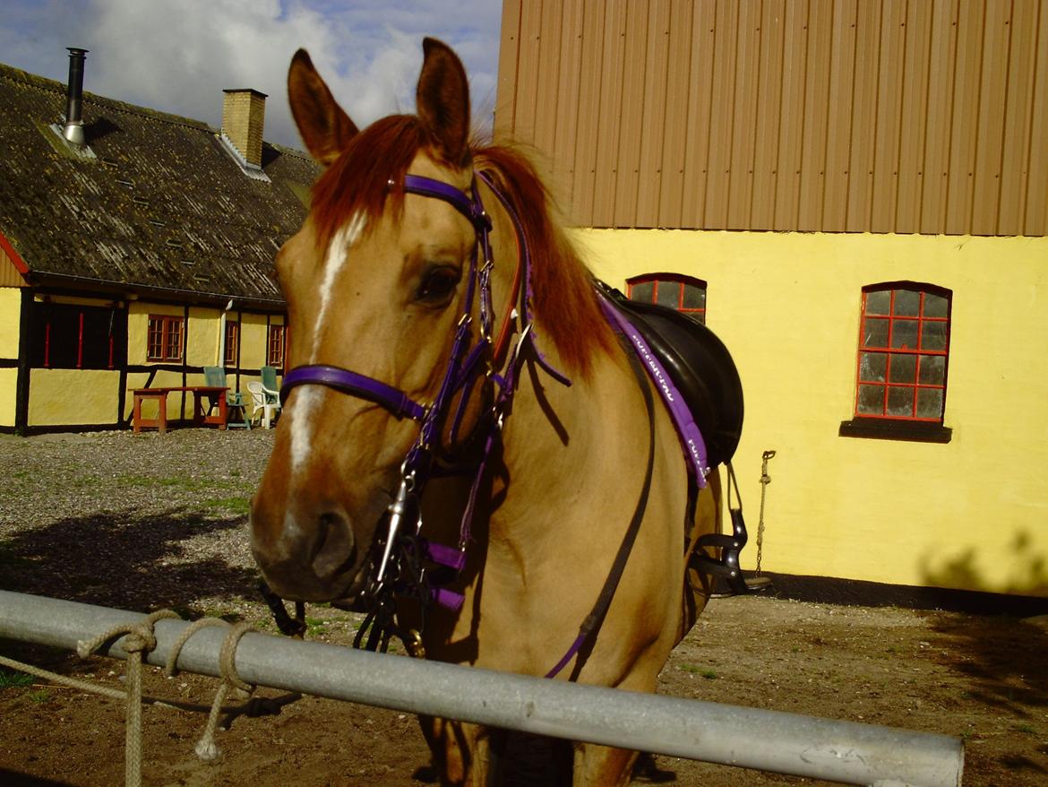 Anden særlig race Serafina billede 3