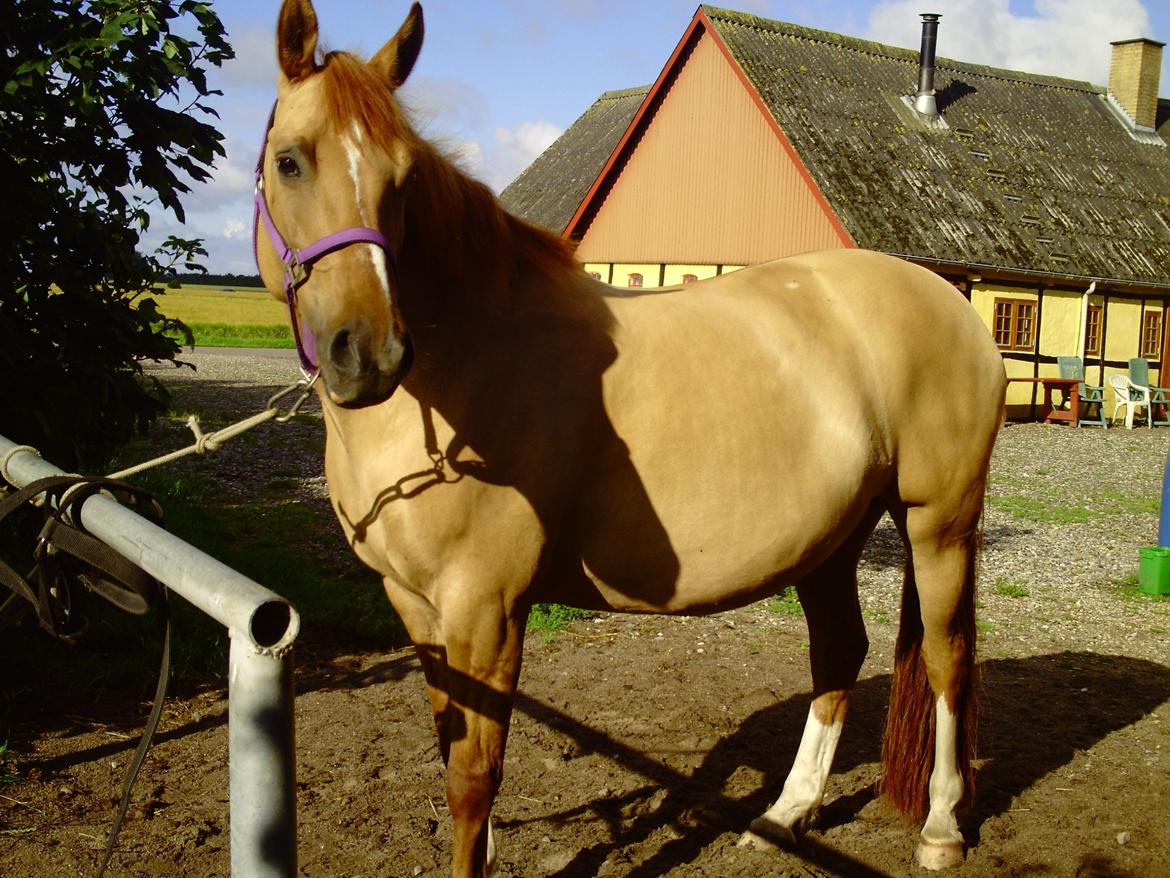 Anden særlig race Serafina billede 5