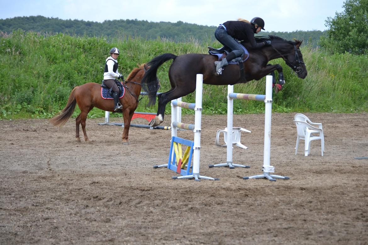 Hollandsk Sportspony Marquerita SOLGT billede 5