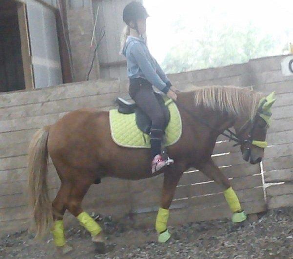 Islænder Eldur - ¤ delle ¤ - My man!<3 billede 18