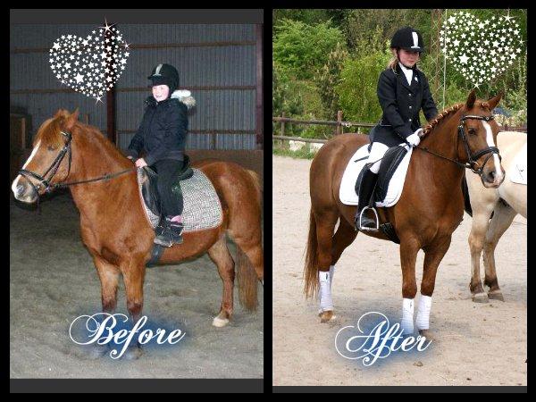 Anden særlig race • Low Länder • RIP 10/8-16 • - Fra da jeg prøvede ham og til vi solgte ham tilbage til tidligere ejer. billede 17