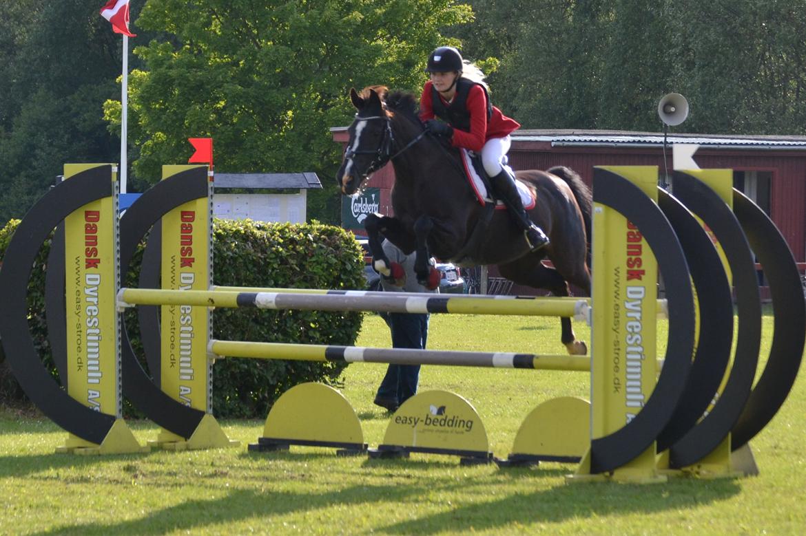 Hollandsk Sportspony Marquerita SOLGT billede 18