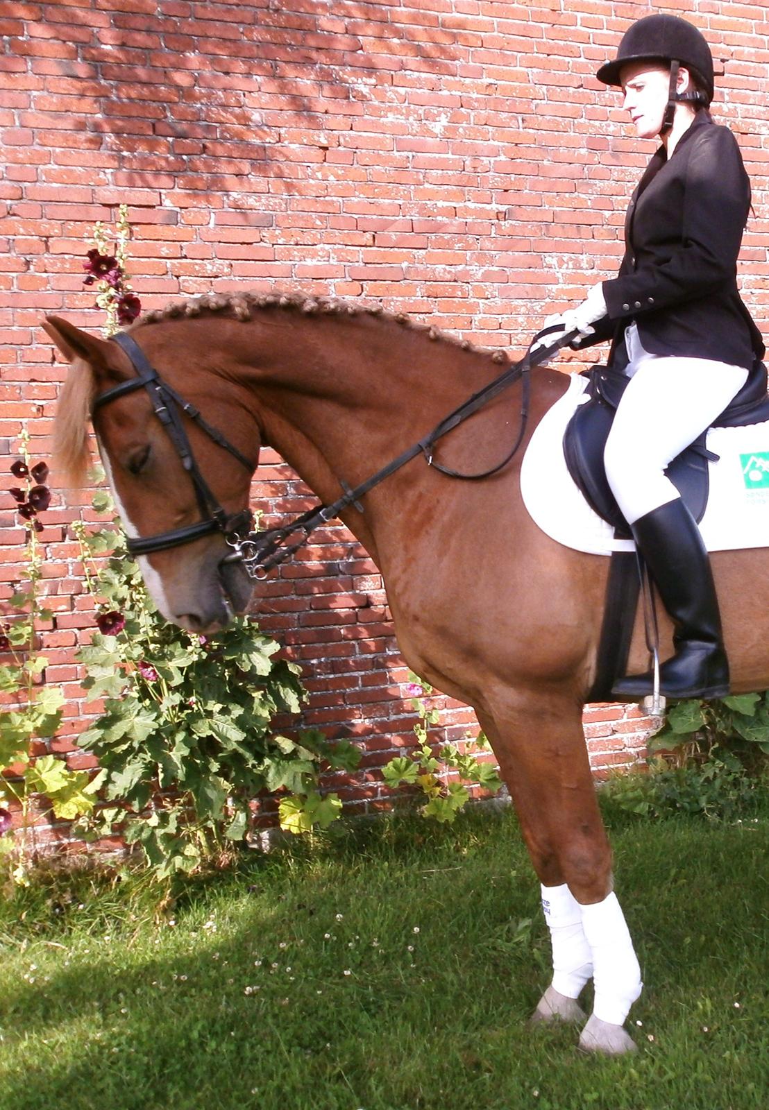 Frederiksborg Niki billede 16