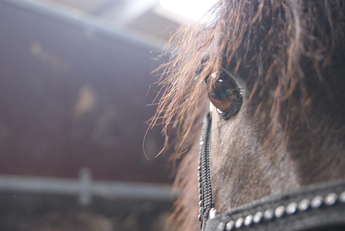 DSP Snorgaardens Mistrael [Rider ikke mere] - Foto: Mig Vilhelmsborg 2012 billede 7