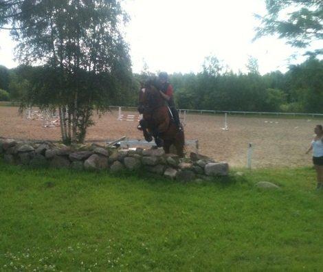 Anden særlig race T-Rex billede 1