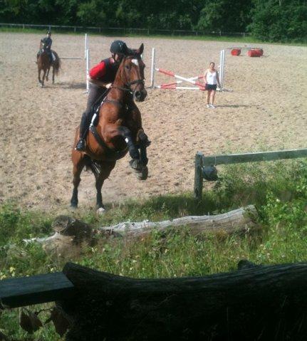 Anden særlig race T-Rex billede 2