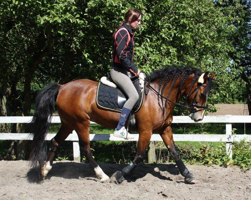 Welsh Cob (sec D) Nebo Tulip - Da vi startede op med dressur trænningen i 2009 billede 11