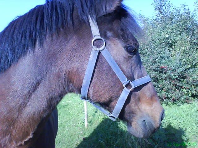 Anden særlig race Laban billede 1