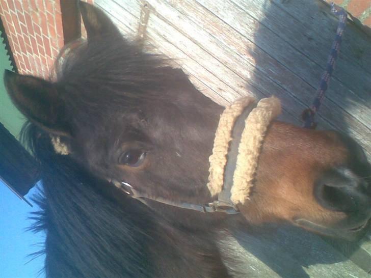 Anden særlig race Laban billede 3