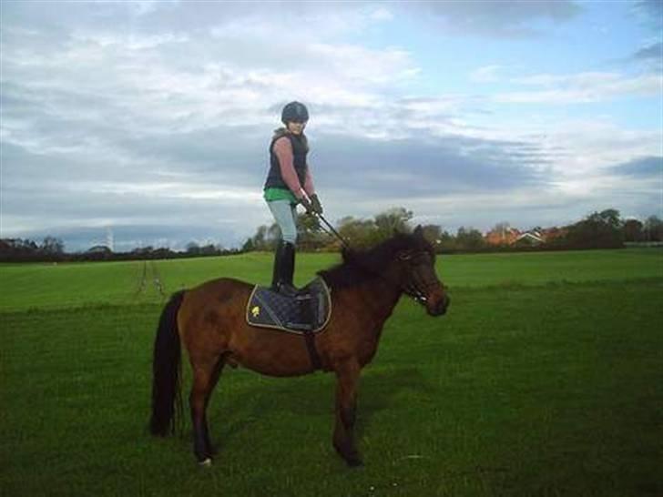 Anden særlig race Laban billede 5