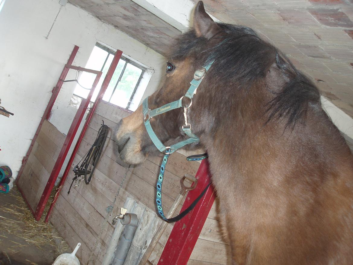 Anden særlig race Laban billede 6