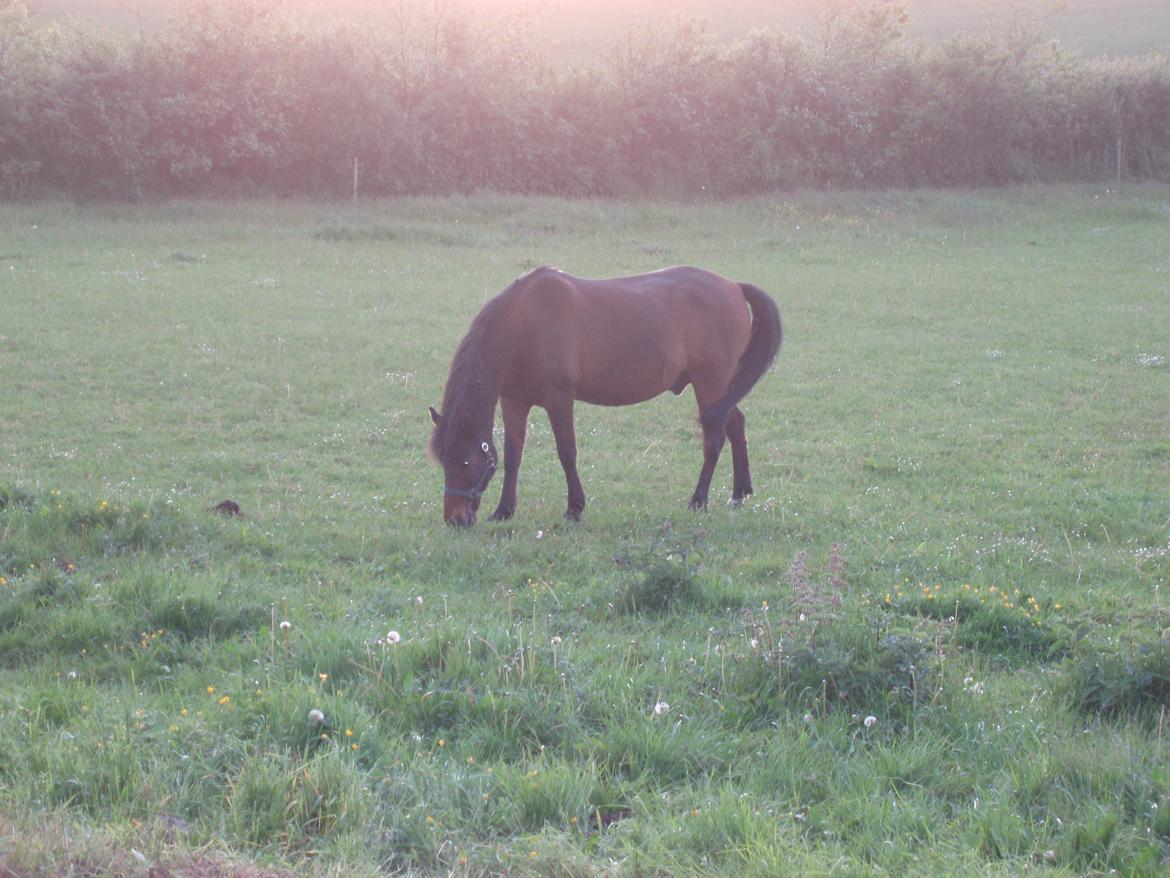 Anden særlig race Laban billede 7