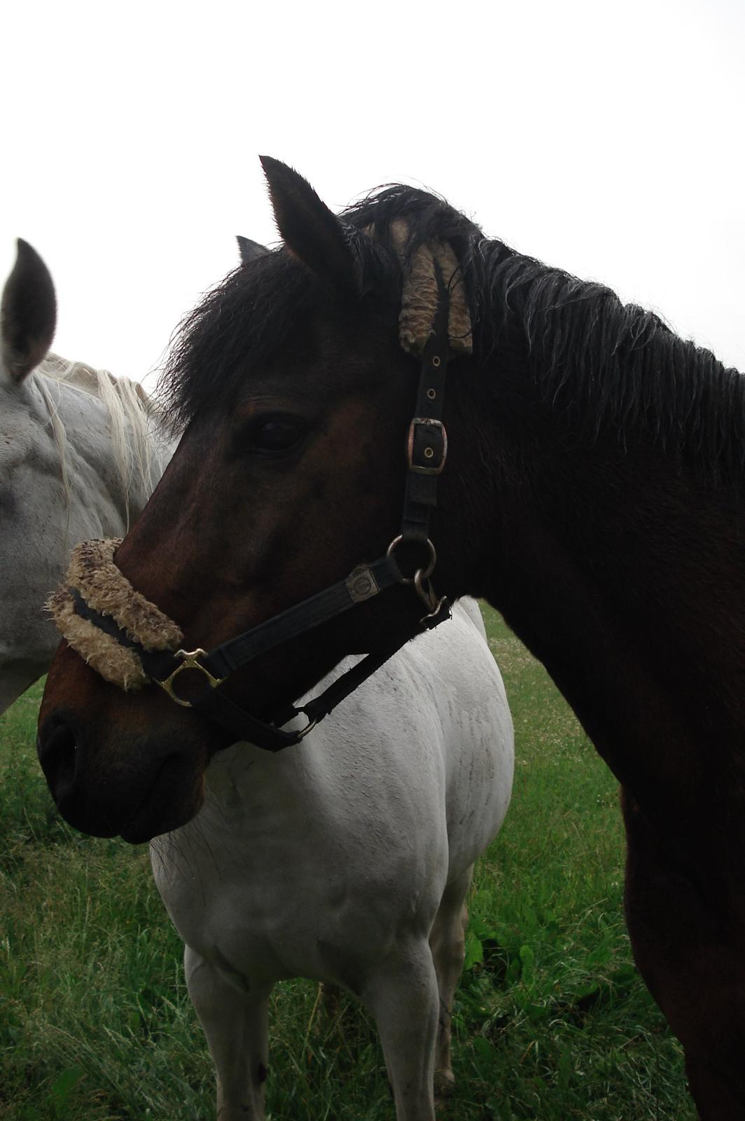 Anden særlig race Laban billede 8