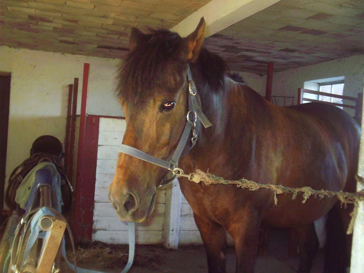 Anden særlig race Laban billede 11