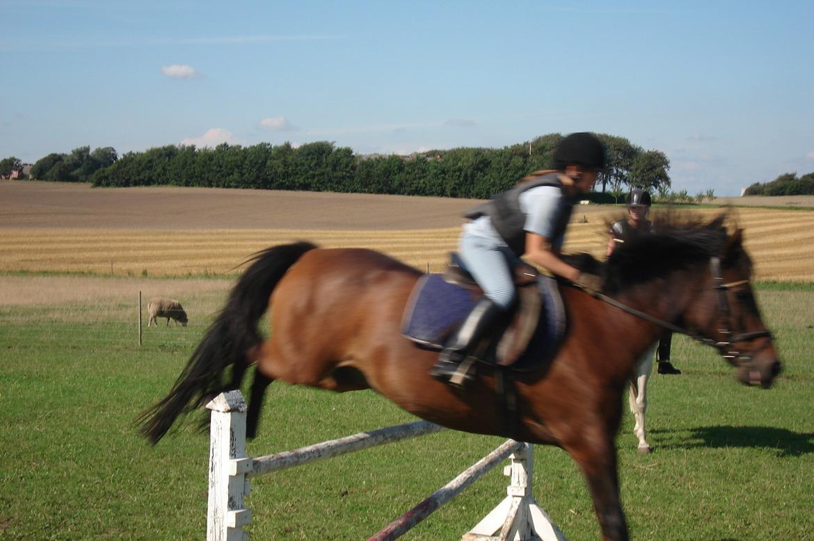 Anden særlig race Laban billede 14