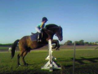 Anden særlig race Laban billede 15